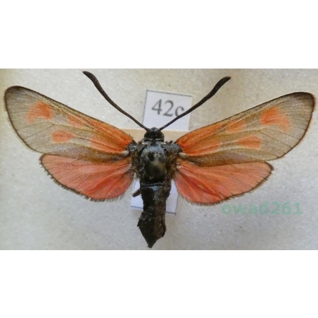 Zygaena loti (Denis & Schiffermüller, 1775) Kraśnik rogalik Deutschland42c